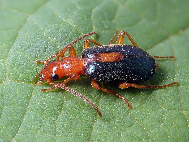 Carabidae: Brachinus sclopeta